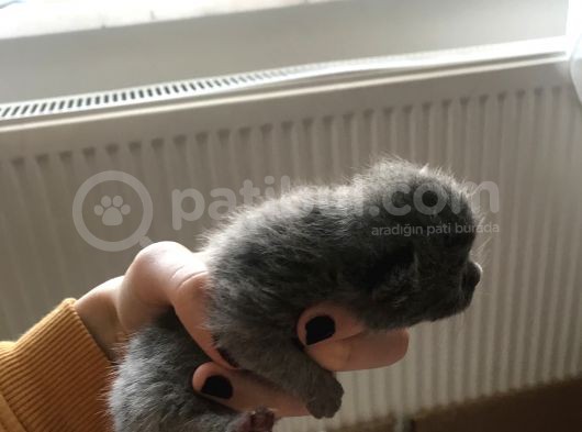 Minik Lokumlar görsel