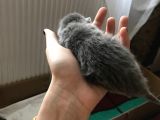 Minik Lokumlar
