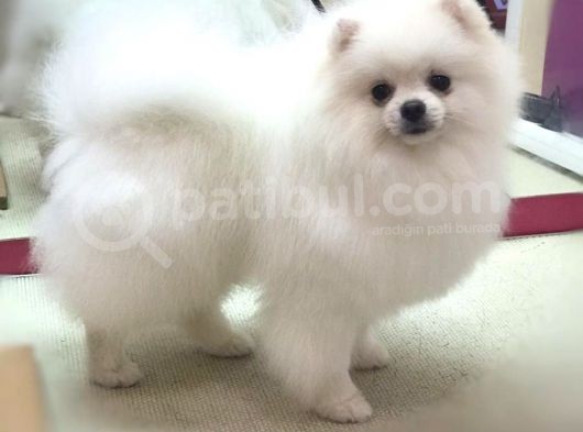 Secereli Pomeranian görsel