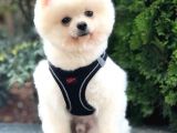 Secereli Pomeranian