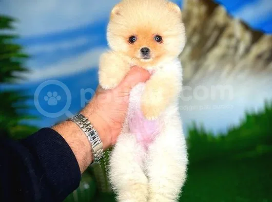 Pomeranian Boo