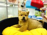 Chow Chow