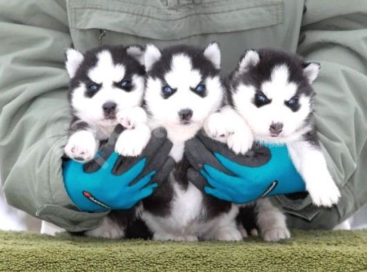 Husky Si̇bi̇rya Yavrulari görsel