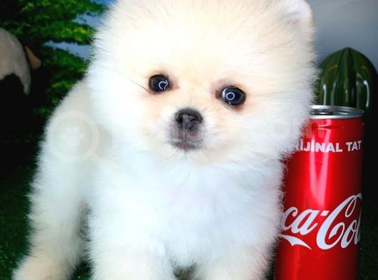Pomeranian Boo Yavrularımız görsel