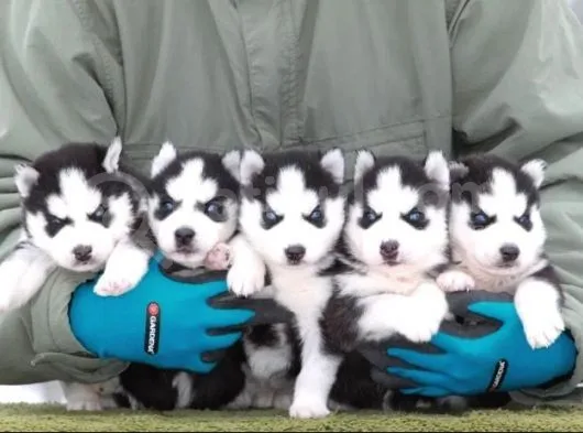 Husky Si̇bi̇rya Yavrulari