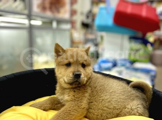 Chow Chow görsel