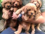 Dünya Tatlısı Poodle Yavruları