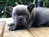 Blue French Bulldog Yavruları