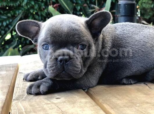 Blue French Bulldog Yavruları görsel