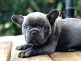Blue French Bulldog Yavruları
