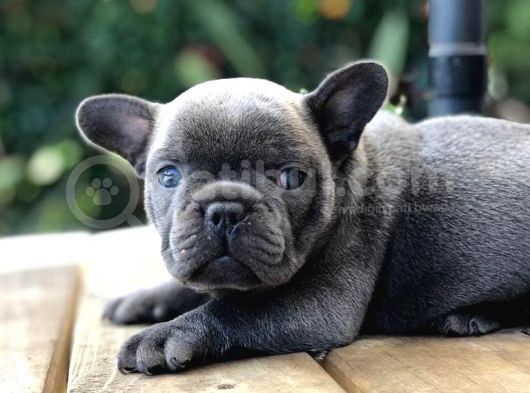 Blue French Bulldog Yavruları görsel