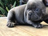 Blue French Bulldog Yavruları