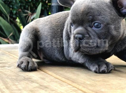 Blue French Bulldog Yavruları görsel