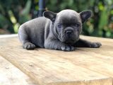 Blue French Bulldog Yavruları