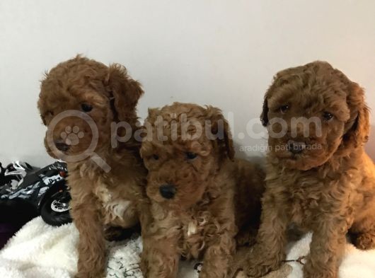 Toy Poodle Erkek Yavrularımız görsel