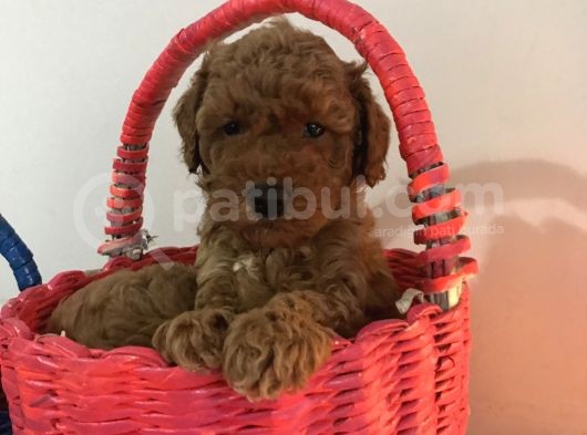 Toy Poodle Erkek Yavrularımız görsel