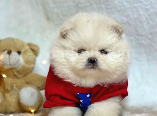 Pomerian Boo Bizim Isimiz görsel