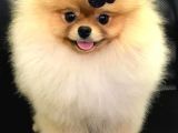 Pomeranian Boo Yavruları