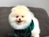 Safkan Teddy Face Pomeranian Boo Yavrularımız