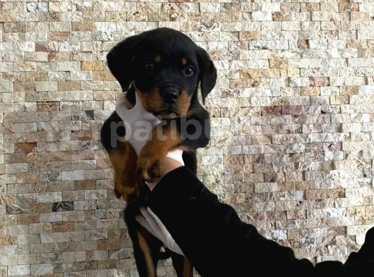 Rottweiler Yavruları görsel