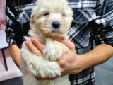 Pet Egitimli Maltipoo Yavrular