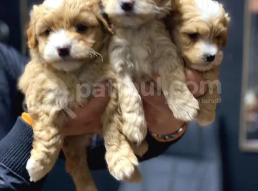 Sağlık Garantili 2.5 Aylık Maltipoo Yavrular