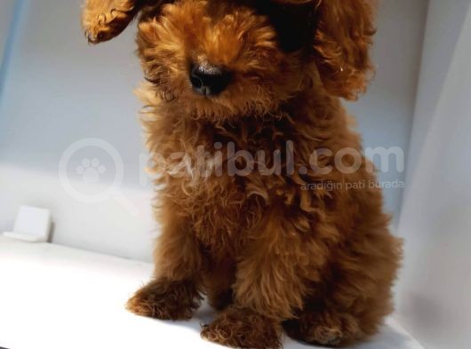2.5 Aylik Pasaportlu Red Poodle görsel