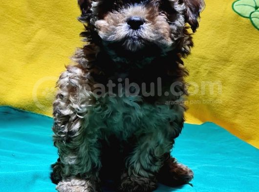 Şirin Mi Şirin Toy Poodle Yavrular görsel