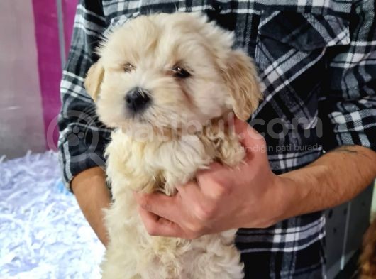 Güzeller Güzeli Maltipoo Kızımız görsel