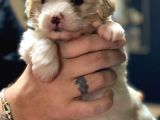 Irk Garantili Maltipoo Yavrular