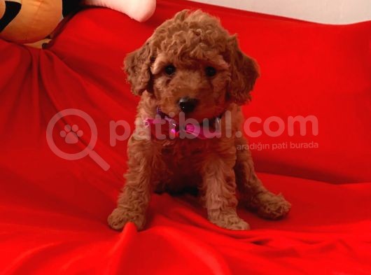 Antialerjik Tüy Yapısına Sahip Toy Poodle Yavrular görsel