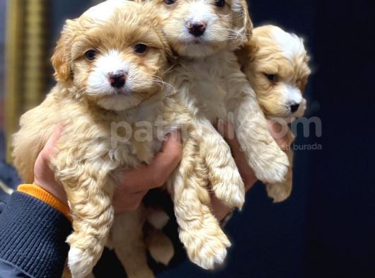 Sağlık Garantili 2.5 Aylık Maltipoo Yavrular görsel