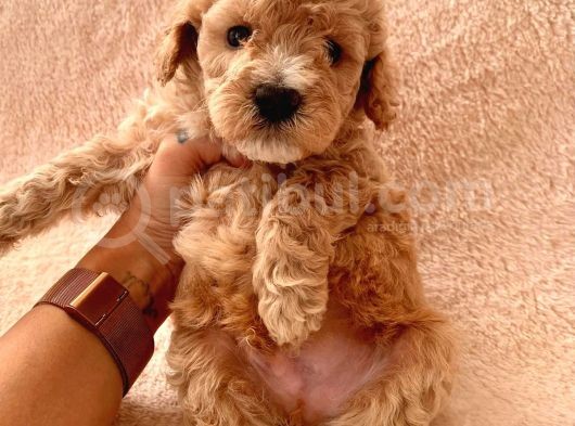 Ailenizin Minik Üyesi Red Poodle görsel