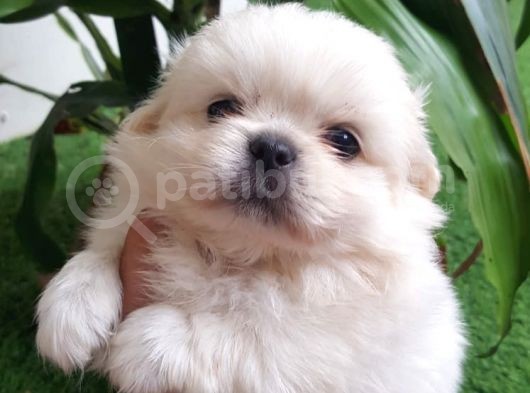 Ailenizin Minik Üyesi Maltese görsel