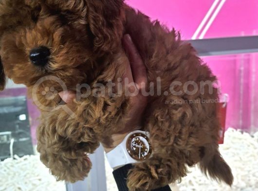 Safkan Poodle Yavrularımız görsel