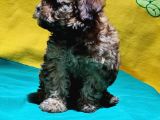 Şirin Mi Şirin Toy Poodle Yavrular