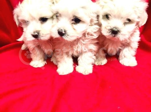 Ailenizin Minik Üyesi Maltese görsel