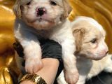 Irk Garantili Maltipoo Yavrular