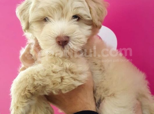 Maltipoo Yavrularımız Yeni Ailesini Beklemekte görsel