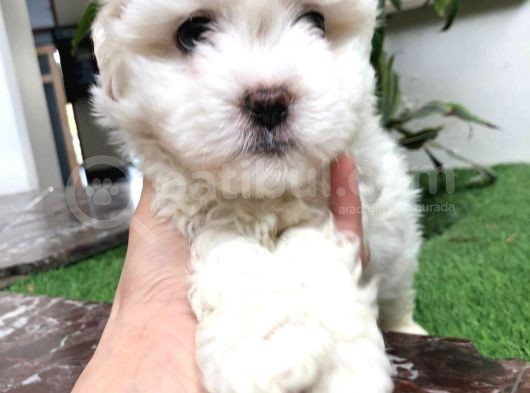 Güzeller Güzeli Maltese Yavrularımız görsel