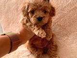 Ailenizin Minik Üyesi Toy Poodle