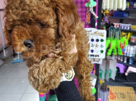 Toy Poodle Yavrularımız görsel
