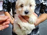 Pet Egitimli Maltipoo Yavrular