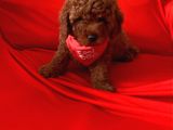Antialerjik Tüy Yapısına Sahip Toy Poodle Yavrular
