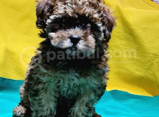 Antialerjik Tüy Yapısına Sahip Toy Poodle Yavrular görsel