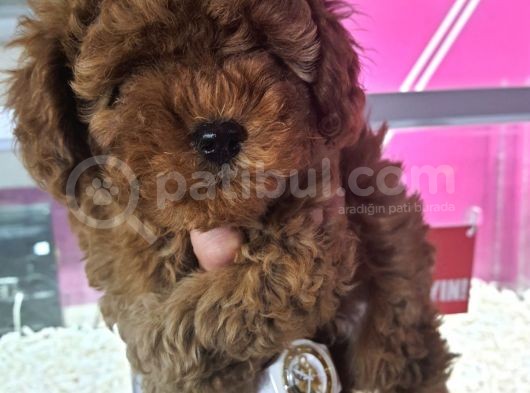 Safkan Poodle Yavrularımız görsel