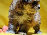 Tüm Renkler Mevcut Poodle Yavrular
