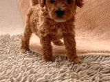 Toy Poodle Oğlumuz Geldi̇