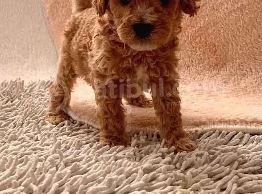 Toy Poodle Oğlumuz Geldi̇