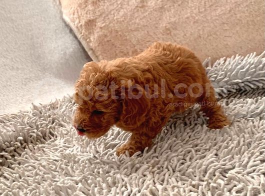 Günü Gelen Aşilari Yapilmiş Red Poodle görsel
